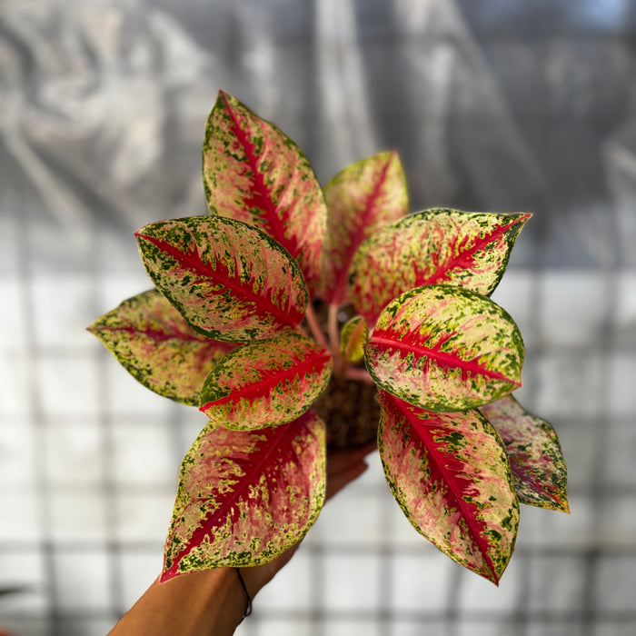 Aglaonema Sweet Dream
