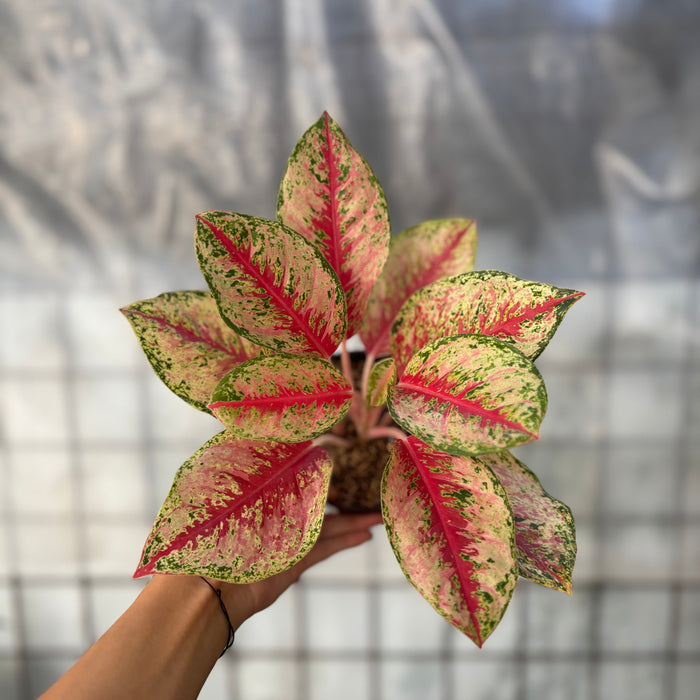 Aglaonema Sweet Dream