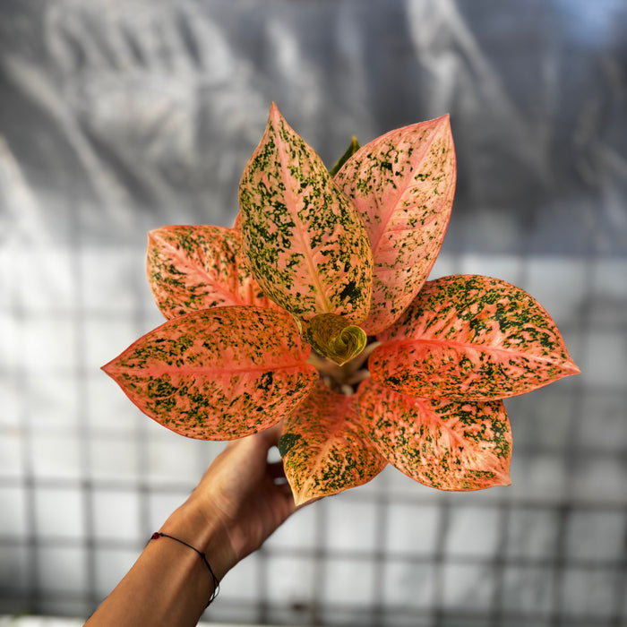 Aglaonema Orange Stardust