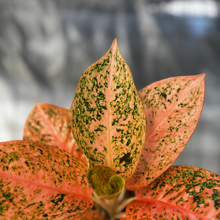 Aglaonema Orange Stardust