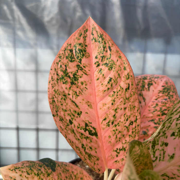 Aglaonema Orange Stardust