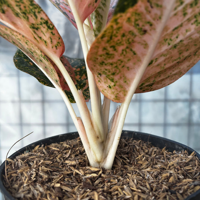 Aglaonema Orange Stardust