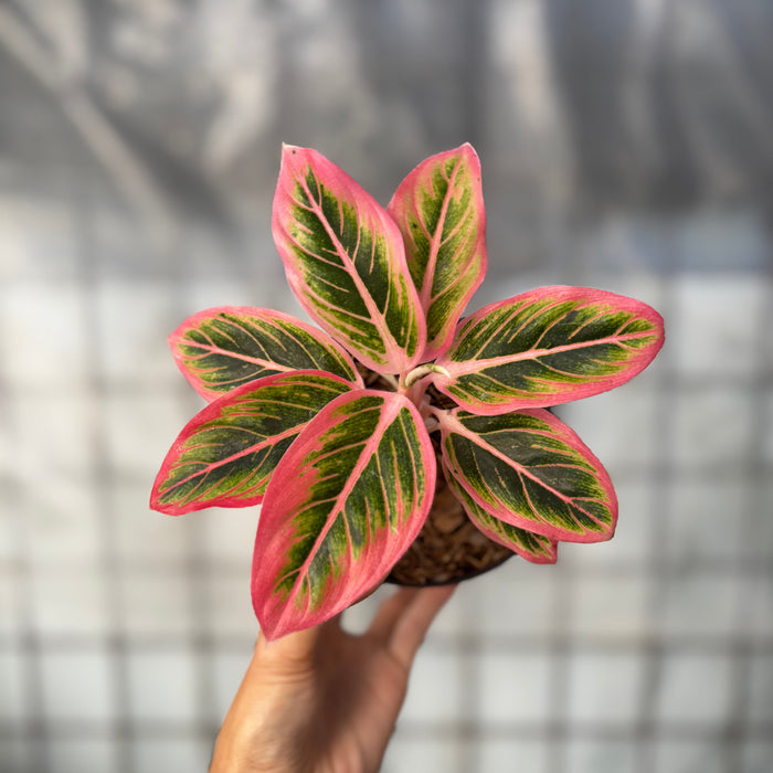 2 Pcs Aglaonema Lotus (BOGO)