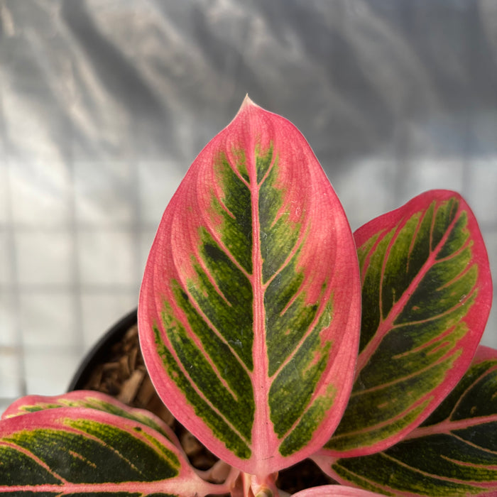 2 Pcs Aglaonema Lotus (BOGO)