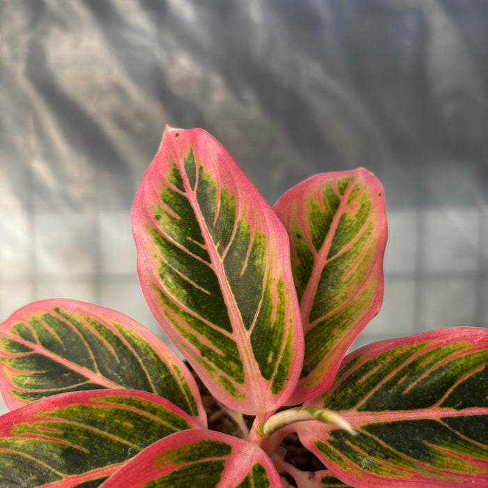 2 Pcs Aglaonema Lotus (BOGO)