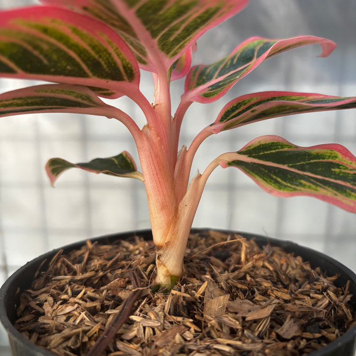 2 Pcs Aglaonema Lotus (BOGO)