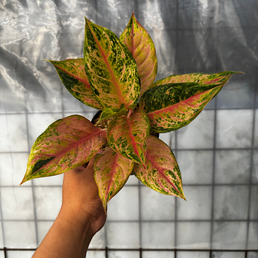 aglaonema light Aglaonema Light of Dream — Aroidasia