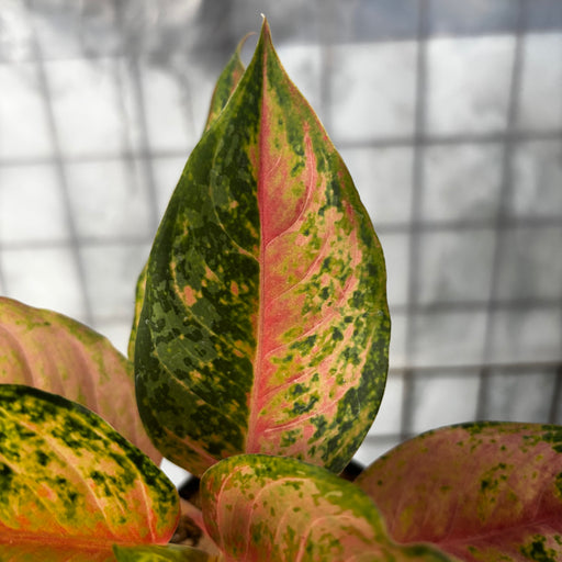 aglaonema illumination Aglaonema Light of Dream — Aroidasia