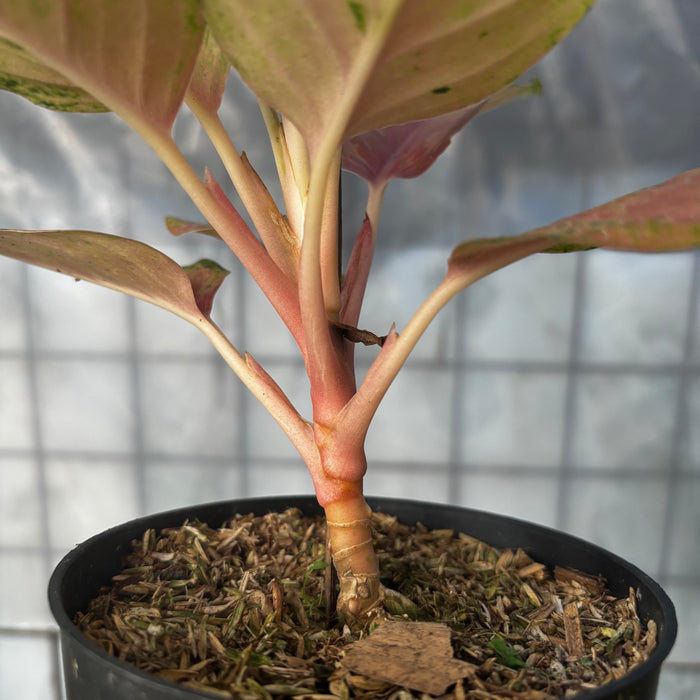 Aglaonema Light of Dream