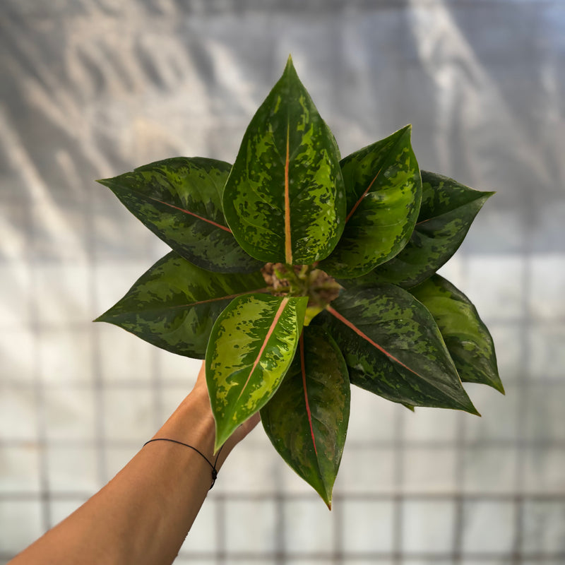 Aglaonema Green Javana
