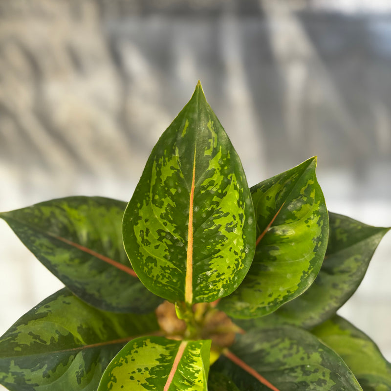 Aglaonema Green Javana