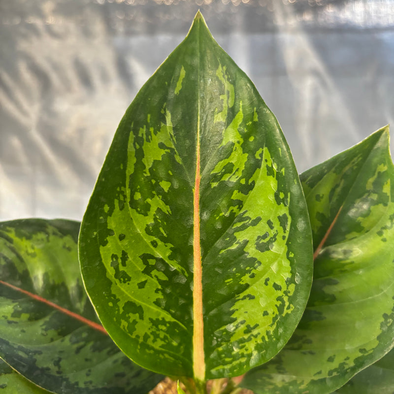 Aglaonema Green Javana