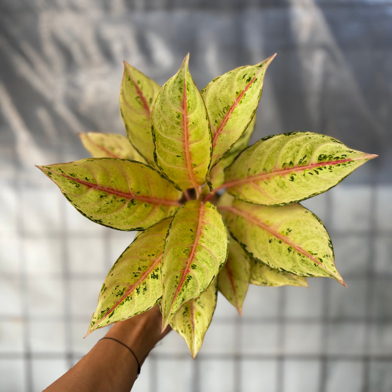 Aglaonema Frozen