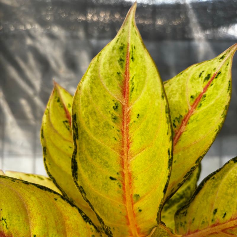 Aglaonema Frozen