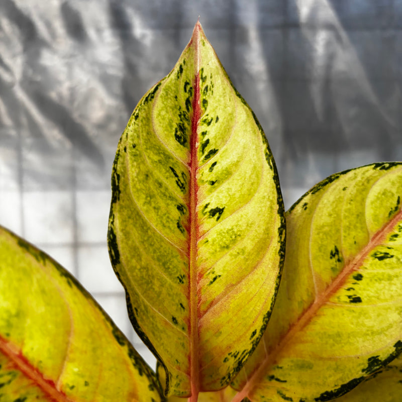 Aglaonema Frozen