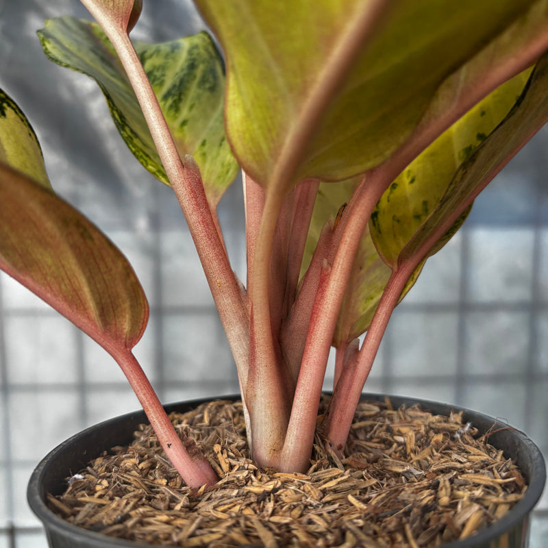 Aglaonema Frozen