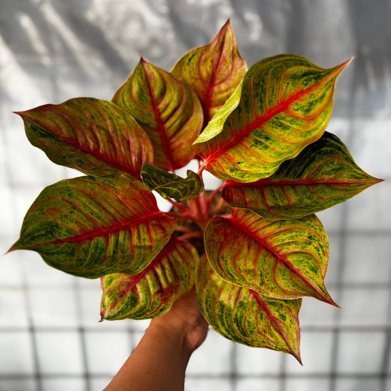 Aglaonema Jolie