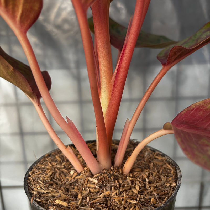 Aglaonema Jolie