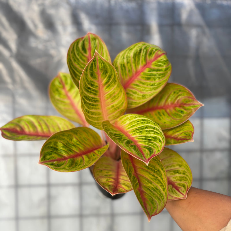 Aglaonema Amber