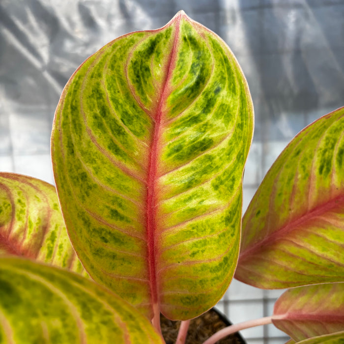 Aglaonema Amber