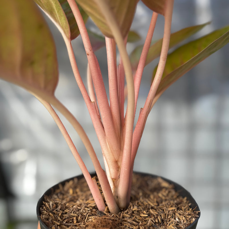 Aglaonema Amber