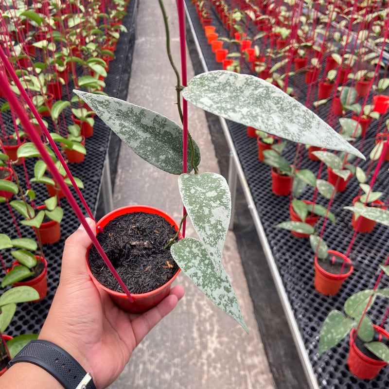 Hoya Flagellata Silver