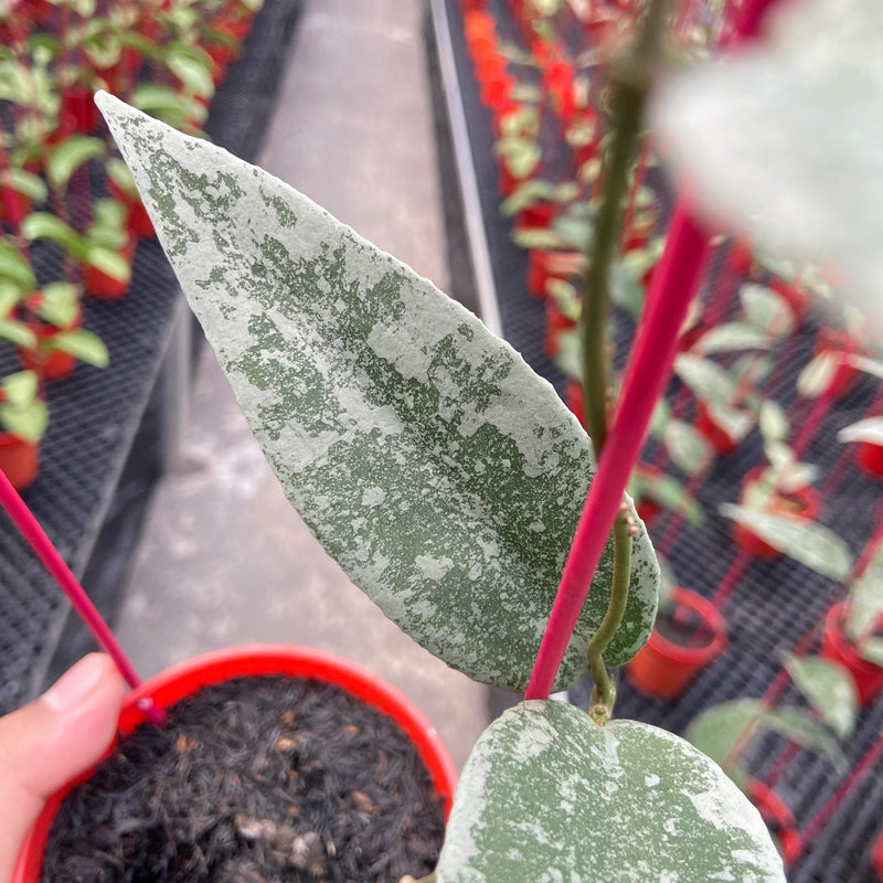 Hoya Flagellata Silver