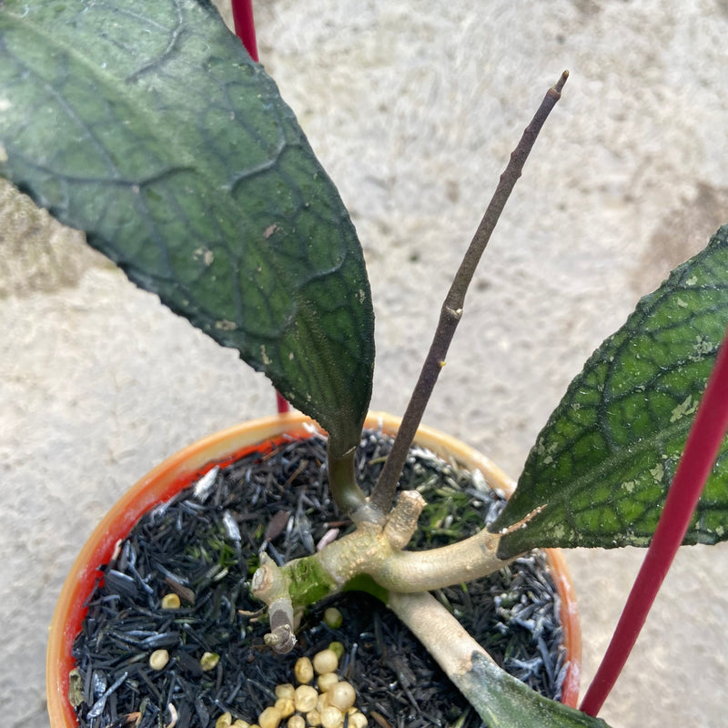 Hoya Clemensiorum Ancient Dragon