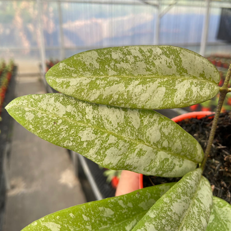 Hoya Kaikoeana High Splash