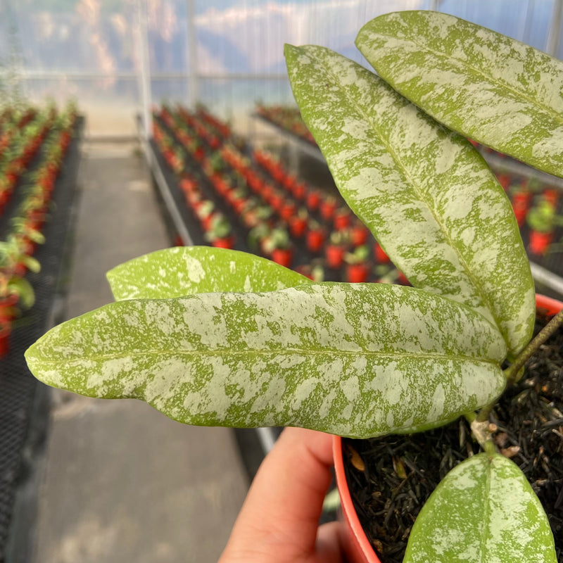 Hoya Kaikoeana High Splash