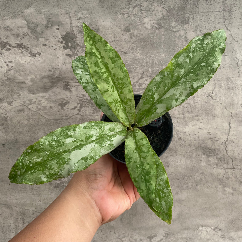 FS104-7 Hoya Undulata Silver