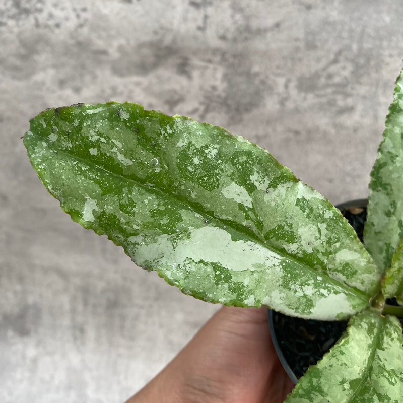 FS104-7 Hoya Undulata Silver