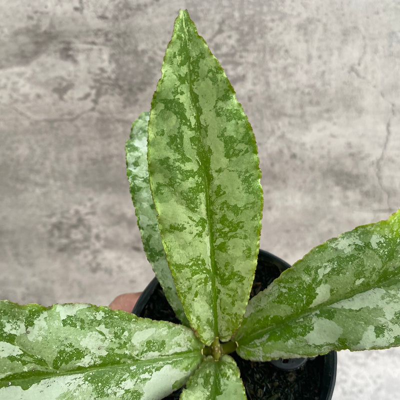 FS104-7 Hoya Undulata Silver