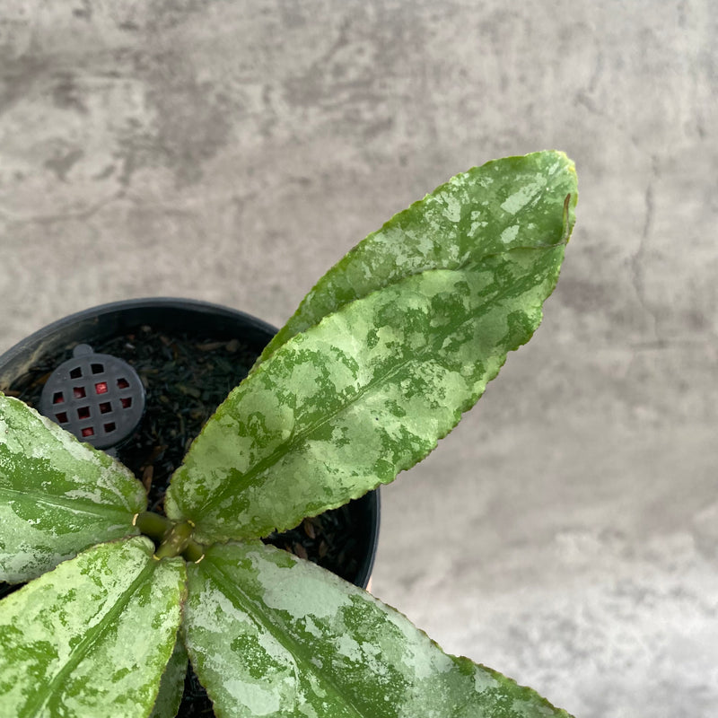 FS104-7 Hoya Undulata Silver