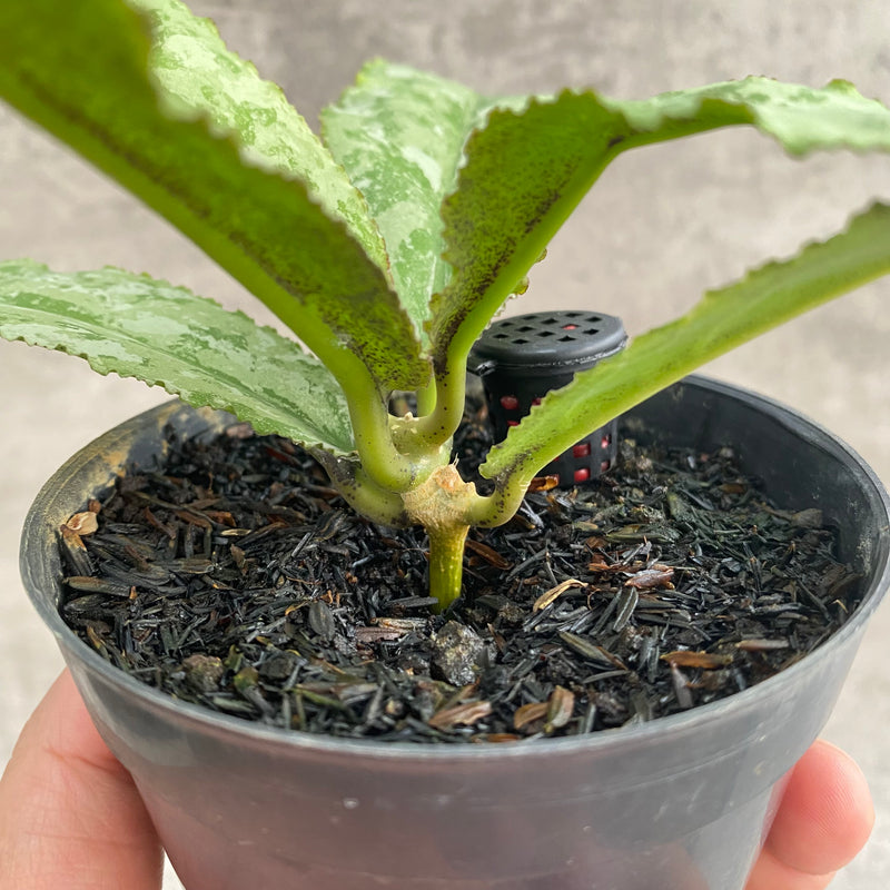 FS104-7 Hoya Undulata Silver