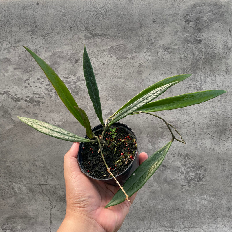 FS4-8 Hoya Sulawesiana Long Leaves