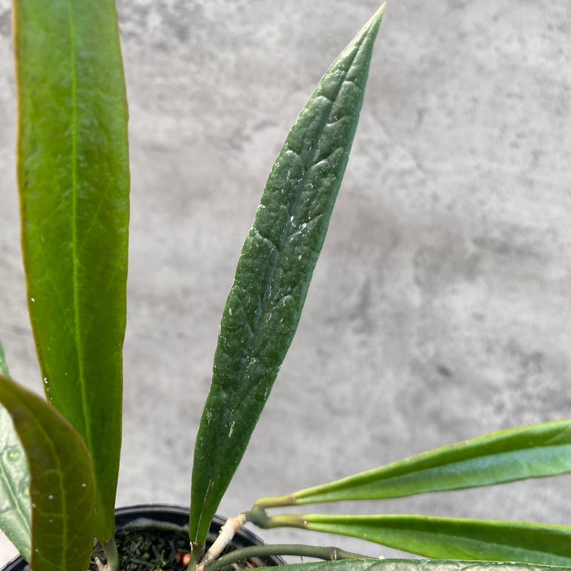 FS4-8 Hoya Sulawesiana Long Leaves