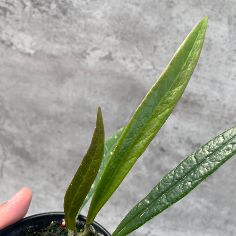 FS4-8 Hoya Sulawesiana Long Leaves