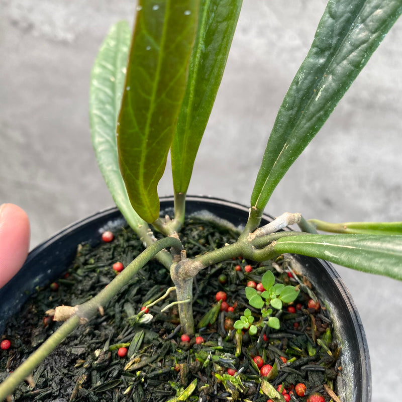 FS4-8 Hoya Sulawesiana Long Leaves