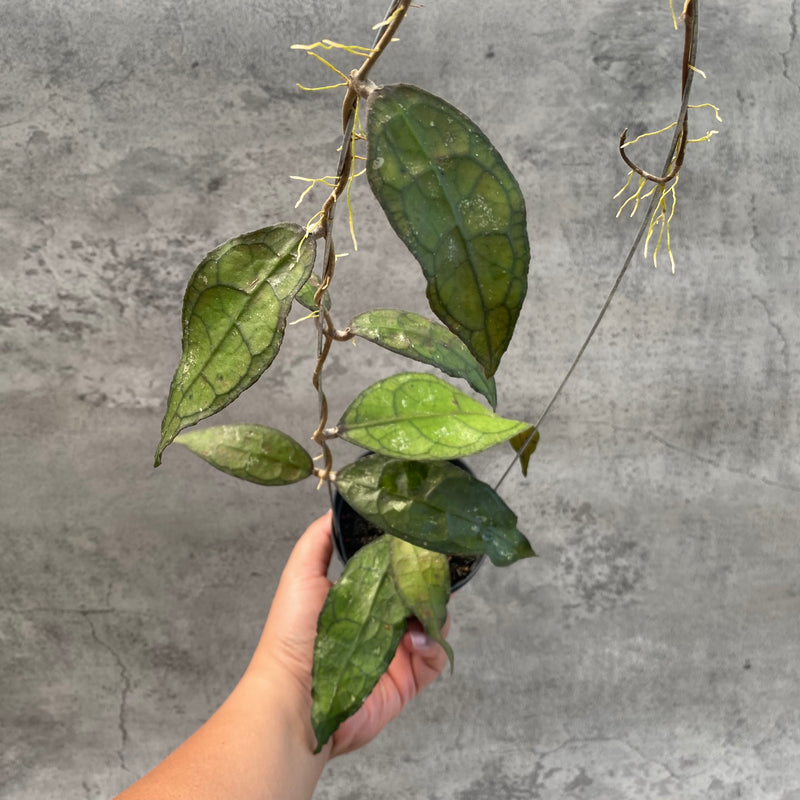 FS27-8 Hoya Clemensiorum SP Aceh