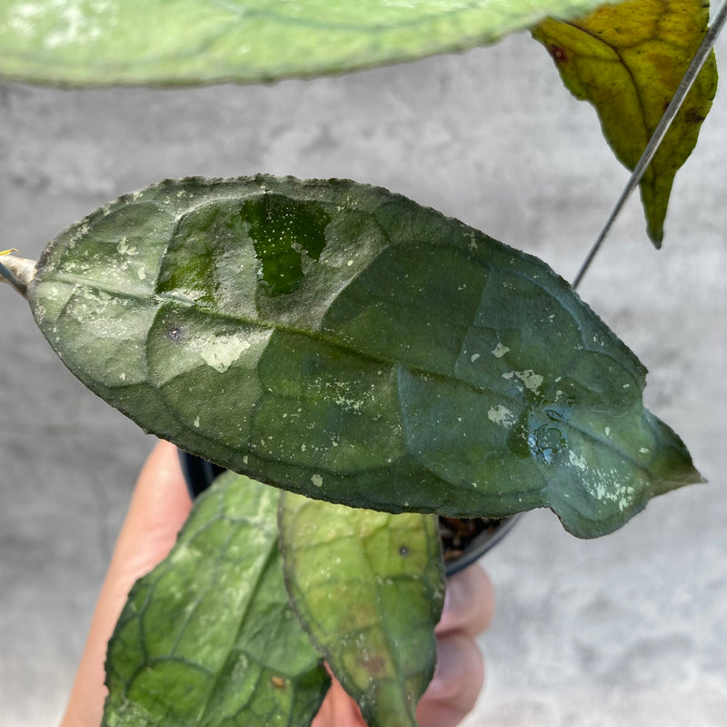 FS27-8 Hoya Clemensiorum SP Aceh