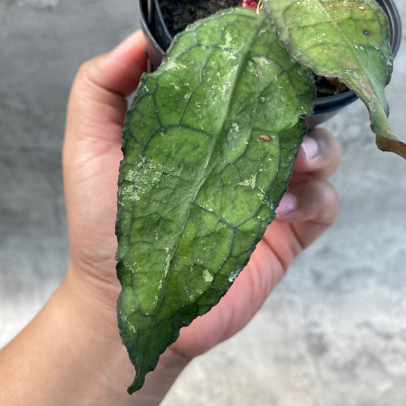 FS27-8 Hoya Clemensiorum SP Aceh