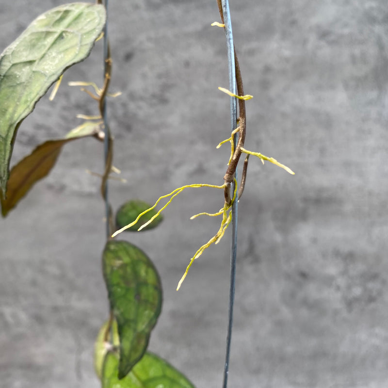 FS27-8 Hoya Clemensiorum SP Aceh