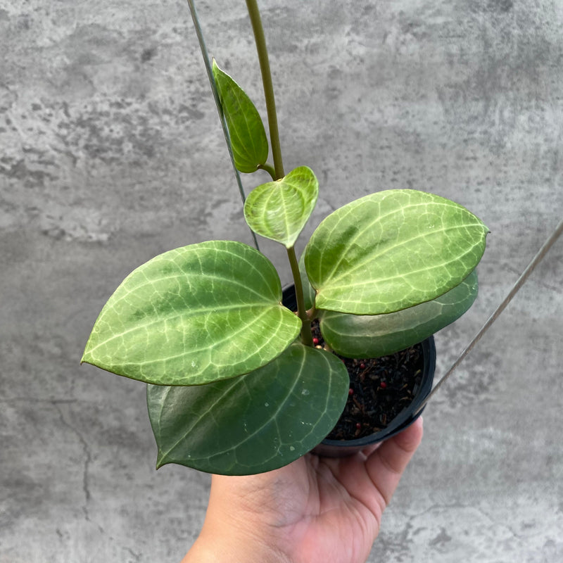 FS12-8 Hoya Macrophylla Watermelon