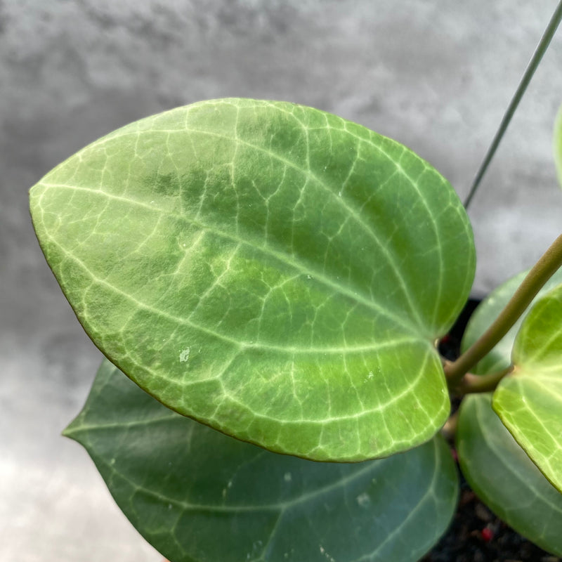 FS12-8 Hoya Macrophylla Watermelon