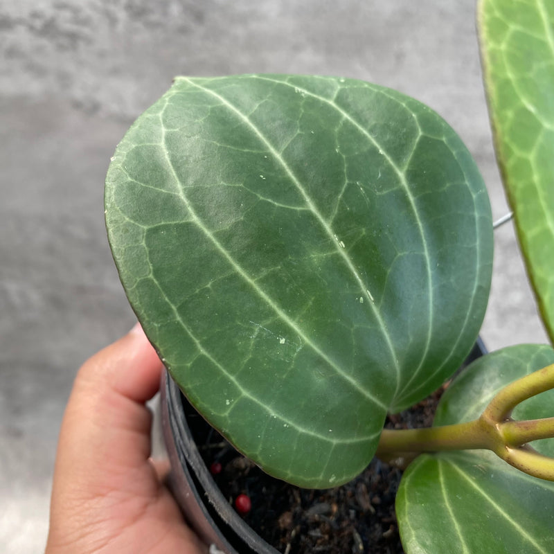 FS12-8 Hoya Macrophylla Watermelon