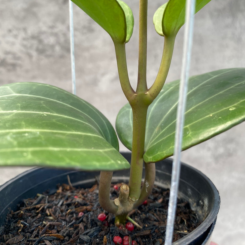 FS12-8 Hoya Macrophylla Watermelon