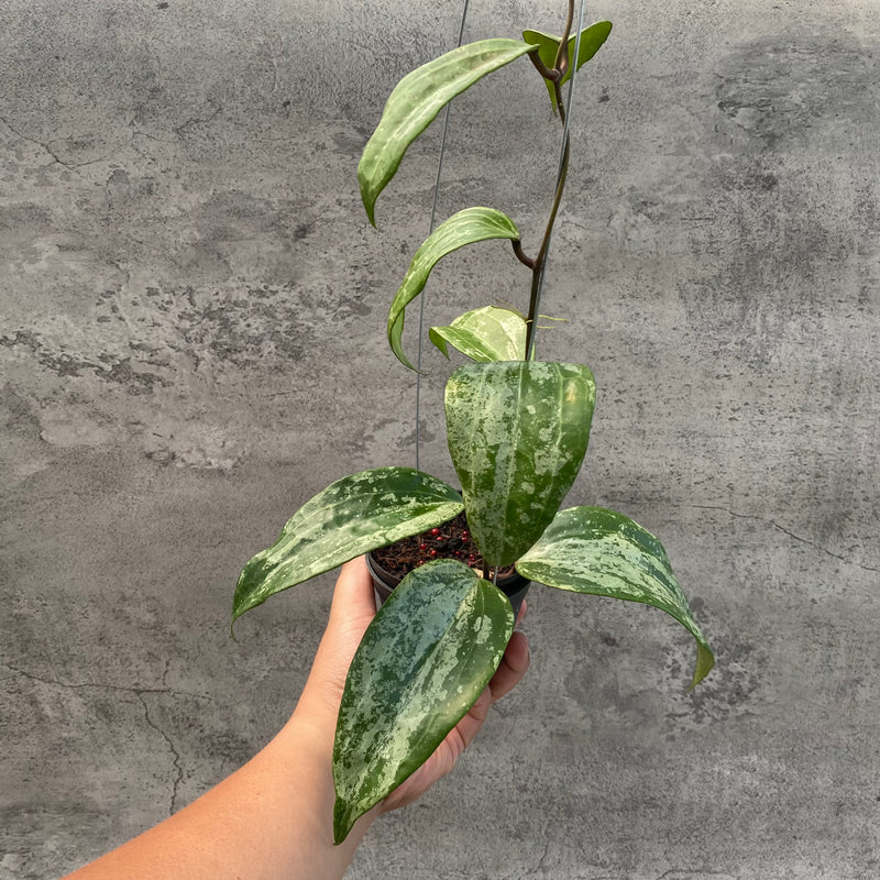 FS14-8 Hoya Macrophylla High Splash