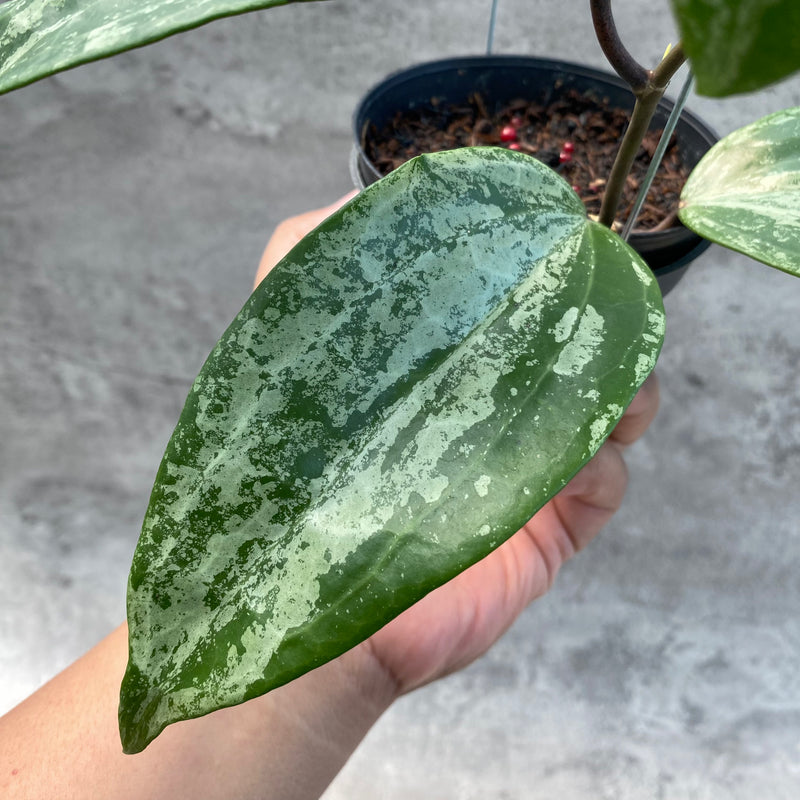 FS14-8 Hoya Macrophylla High Splash