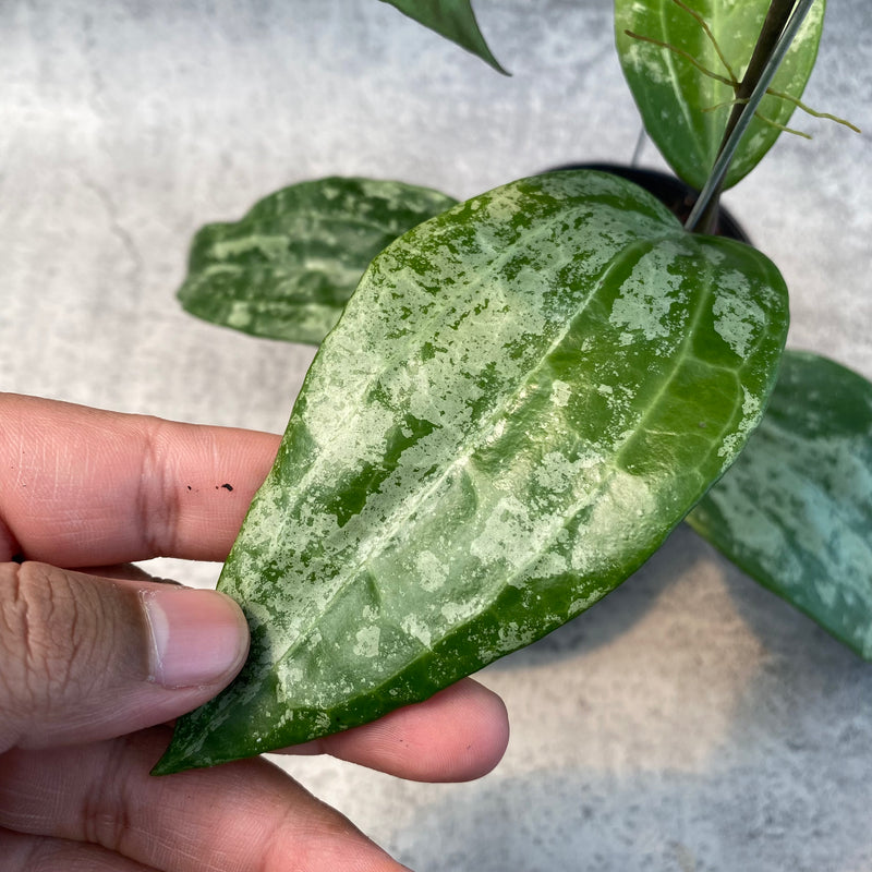 FS14-8 Hoya Macrophylla High Splash